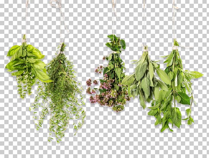 Herb Essential Oil Aromatherapy Thyme Stock Photography PNG, Clipart, Alternative Health Services, Aroma Compound, Aromatherapy, Basil, Essential Oil Free PNG Download