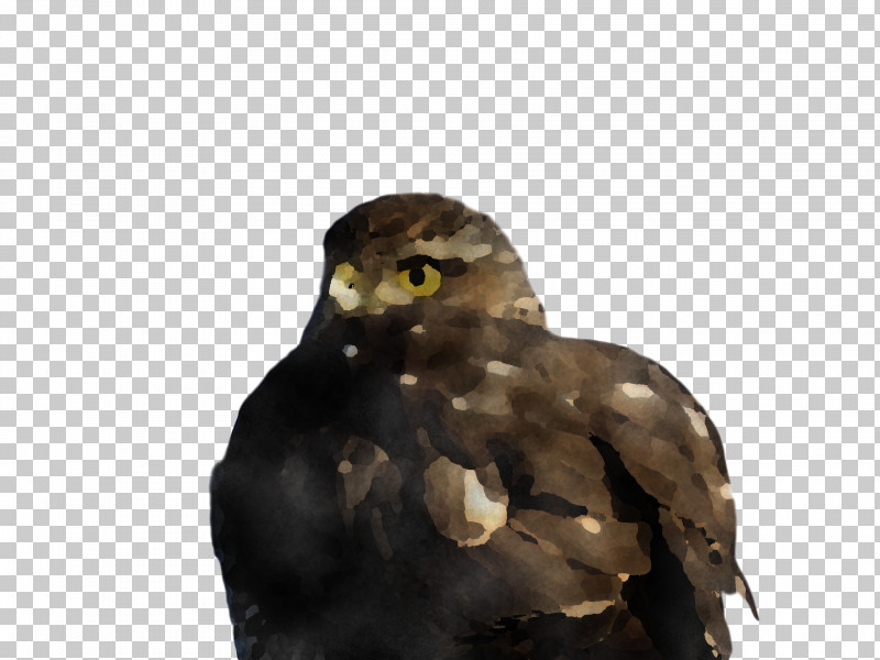 Common Buzzard Buzzard Hawk Owl M Beak PNG, Clipart, Beak, Buzzard, Common Buzzard, Hawk, Owl M Free PNG Download