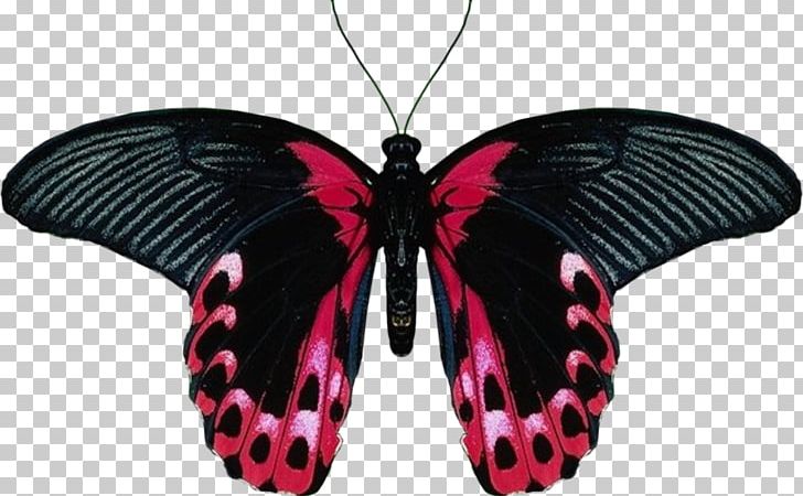 Butterfly PNG, Clipart, Arthropod, Brush Footed Butterfly, Desktop Wallpaper, Image File Formats, Inform Free PNG Download