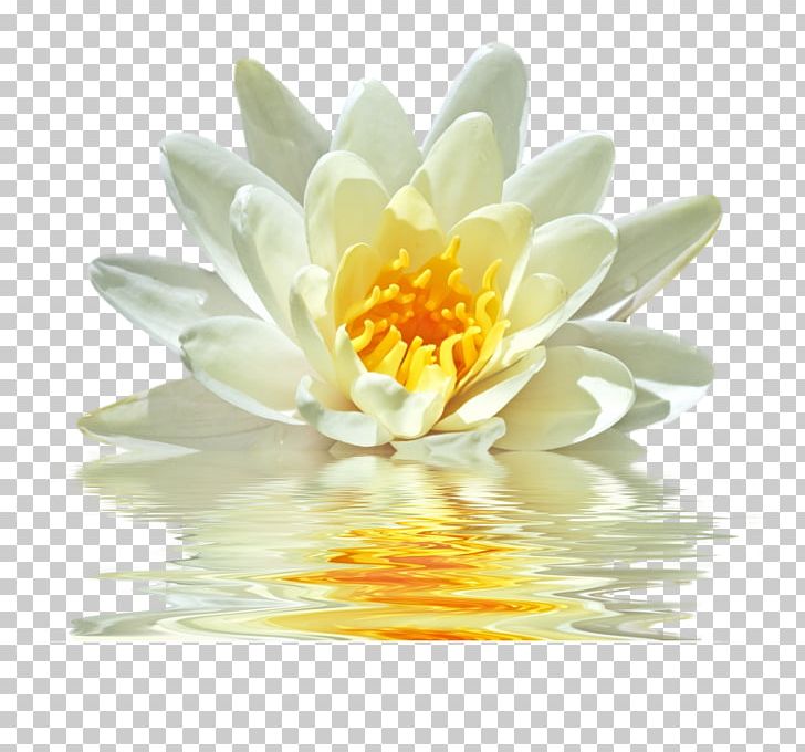 Nothing Happens By Chance Intuition Synchronicity Teacher Chakra PNG, Clipart, Aquatic Plant, Aquatic Plants, By Chance, Chakra, Closeup Free PNG Download
