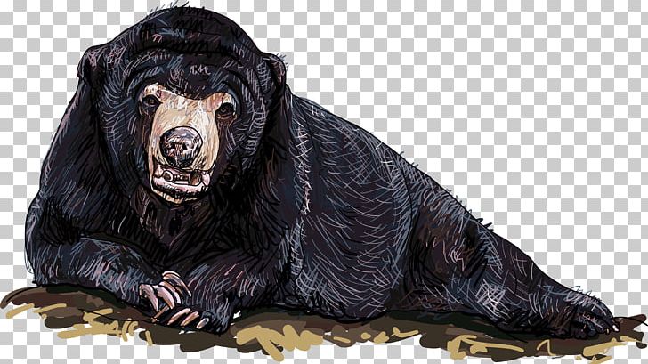 Polar Bear Wolf Graphics Illustration PNG, Clipart, American Black Bear, Bear, Brown Bear, Carnivoran, Drawing Free PNG Download