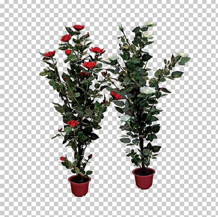 Rose Shrub Plant PNG, Clipart, Aquifoliaceae, Aquifoliales, Artificial Flower, Branch, Clip Art Free PNG Download
