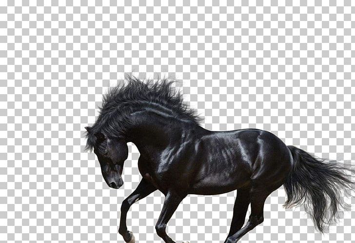 Arabian Horse Andalusian Horse Trakehner American Quarter Horse Stallion PNG, Clipart, Animal, Animals, Bay, Black, Black And White Free PNG Download