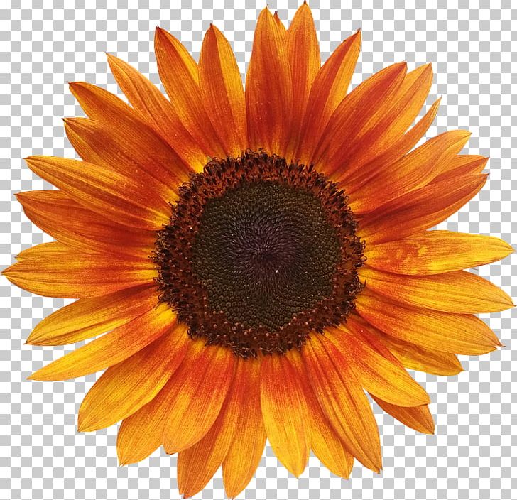 Download Common Sunflower Sunflower Seed Red Sunflower PNG, Clipart ...