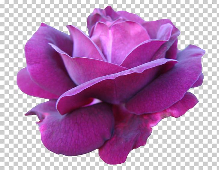 Garden Roses Cabbage Rose Floribunda Pink Cut Flowers PNG, Clipart, Arama, Cut Flowers, Floribunda, Flower, Flowering Plant Free PNG Download