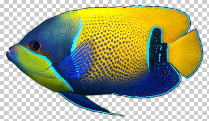 Holacanthus Aquariums Coral Reef Fish Marine Biology PNG, Clipart, Angelfish, Aquarium, Aquariums, Biology, Coral Free PNG Download