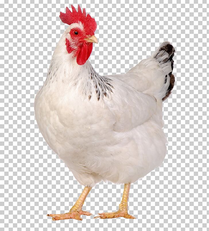 jordskælv Misbruge etc Solid White Rhode Island White Buffalo Wing Chicken As Food Galliformes  PNG, Clipart, Beak, Bird, Buffalo