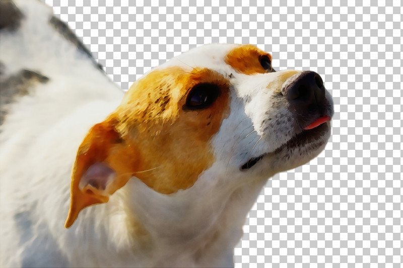 Beagle English Foxhound Parson Russell Terrier Jack Russell Terrier Snout PNG, Clipart, Beagle, Breed, Companion Dog, Dog, English Foxhound Free PNG Download