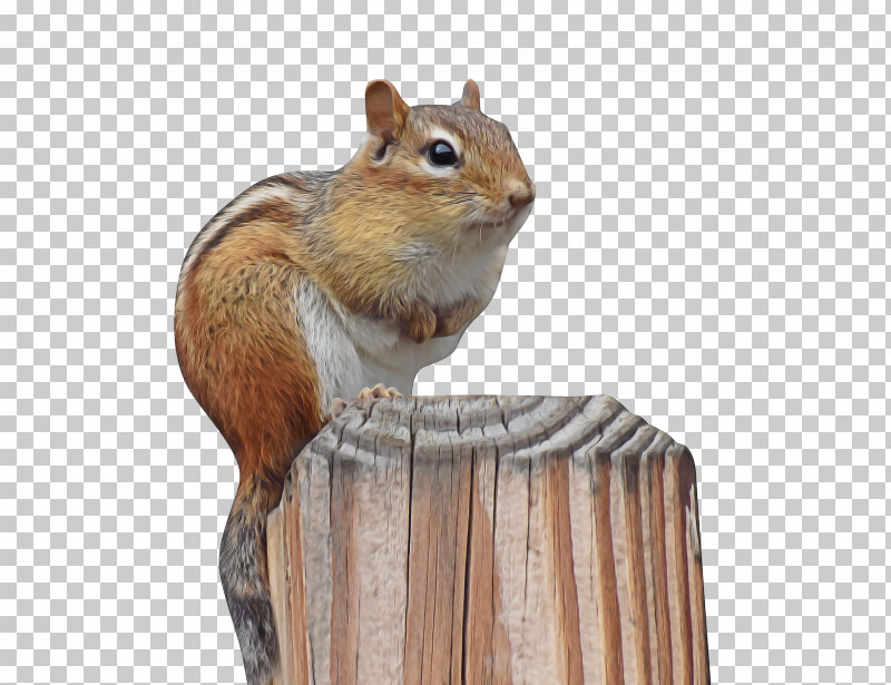 Chipmunks Squirrels Gerbils 02021 Snout PNG, Clipart, Chipmunks, Gerbils, Snout, Squirrels Free PNG Download