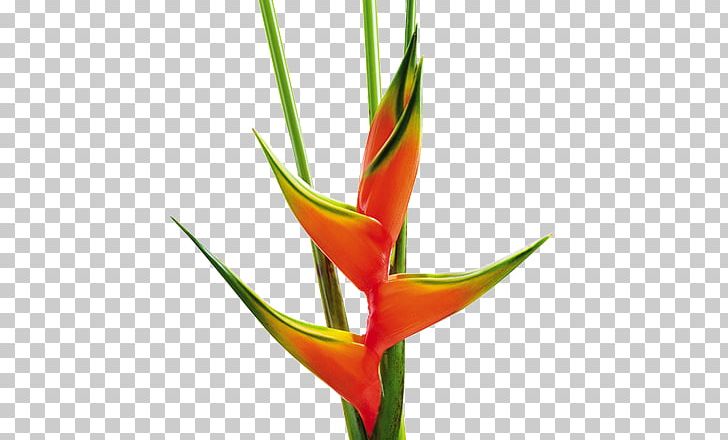 False Bird Of Paradise Heliconia Bihai Bird Of Paradise Flower Cut Flowers PNG, Clipart, Bird Of Paradise Flower, Cut Flowers, Flower, Flowering Plant, Heliconia Free PNG Download