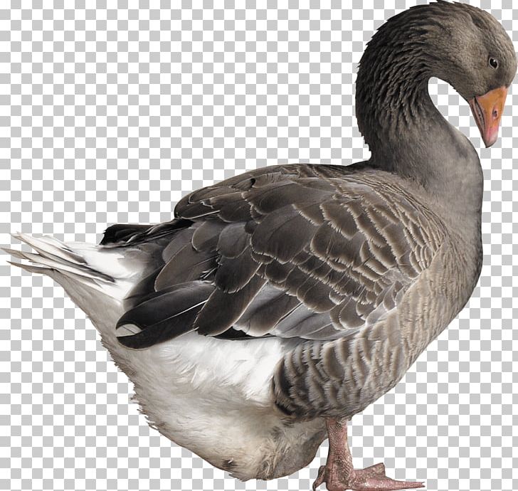 Goose Duck PNG, Clipart, Animals, Awesome, Beak, Bird, Canada Goose Free PNG Download