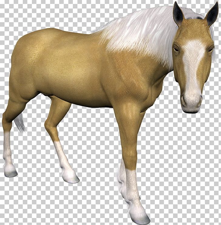 Horse Donkey Domestic Pig Cat PNG, Clipart, Animal, Animals, Bit, Cat, Colt Free PNG Download