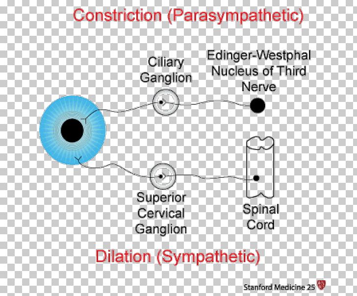 Pupillary Response Miosis Parasympathetic Nervous System Pupillary Reflex PNG, Clipart, Angle, Autonomic Nervous System, Circle, Communication, Cranial Nerves Free PNG Download