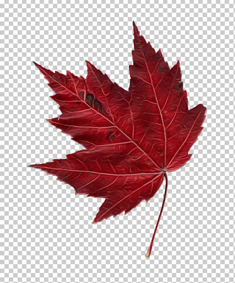 Leaf Maple Leaf / M Maple Tree Plant PNG, Clipart, Biology, Leaf, Maple, Maple Leaf M, Paint Free PNG Download