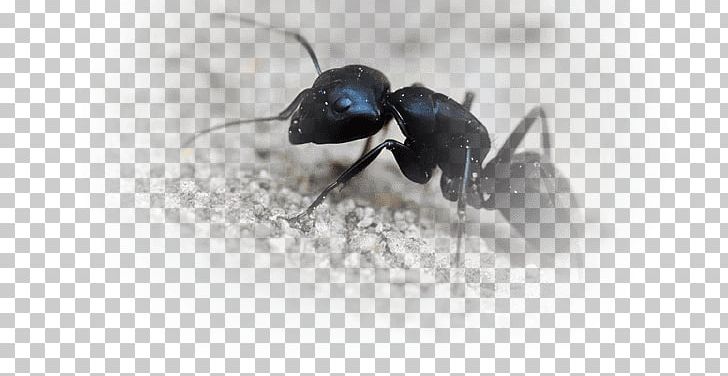 Black Garden Ant Insect Black Carpenter Ant Fire Ant PNG, Clipart, Animals, Ant, Arthropod, Black Carpenter Ant, Black Garden Ant Free PNG Download
