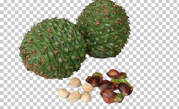 Bunya Pine Conifer Cone Pine Nut Tree PNG, Clipart, Bunya Pine, Christmas Tree, Conifer Cone, Flowerpot, Food Free PNG Download