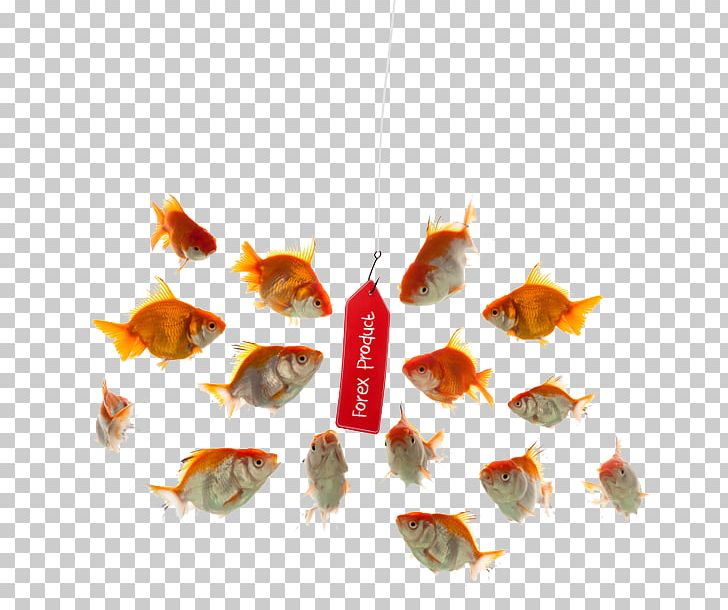 Foreign Exchange Market Job Stock Photography Fish Hook PNG, Clipart, Credit Card, Fish Hook, Fishing, Fish Robot, Foreign Exchange Market Free PNG Download