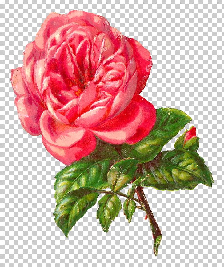 Rose Flower Pink PNG, Clipart, Art, Artificial Flower, Begonia, Botanical Illustration, Botany Free PNG Download