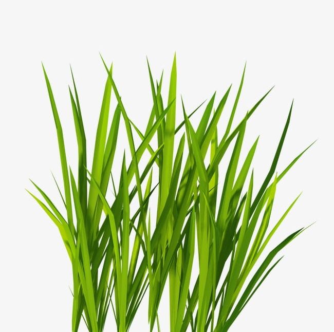 Grass PNG, Clipart, Grass, Grass Clipart, Greenery, Plant, Underbrush Free PNG Download