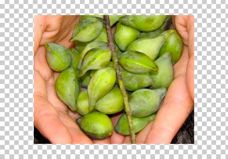 Kakadu Plum Fruit Food Prunus Sect. Prunus PNG, Clipart, Auglis, Bush Tucker, Commodity, Food, Fruit Free PNG Download