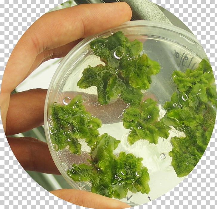 Marchantia Polymorpha Liverworts Agar Plate Petri Dishes PNG, Clipart, Agar, Dish, Embryophyta, Eukaryote, Food Free PNG Download