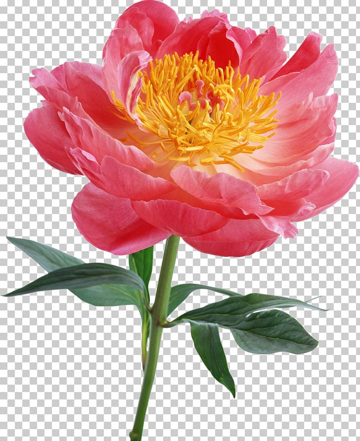 Pink Flowers Desktop Peony PNG, Clipart, Annual Plant, Cut Flowers, Desktop Wallpaper, Flower, Flowering Plant Free PNG Download
