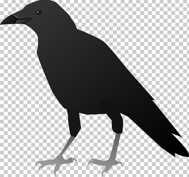 American Crow New Caledonian Crow PNG, Clipart, 20180127 Candlelight Ski, 20180129, American Crow, Animals, Beak Free PNG Download
