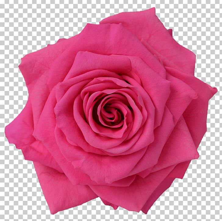 Garden Roses Cabbage Rose Floribunda Pink Cut Flowers PNG, Clipart, Beach Rose, Cut Flowers, Floribunda, Flower, Flower Bouquet Free PNG Download