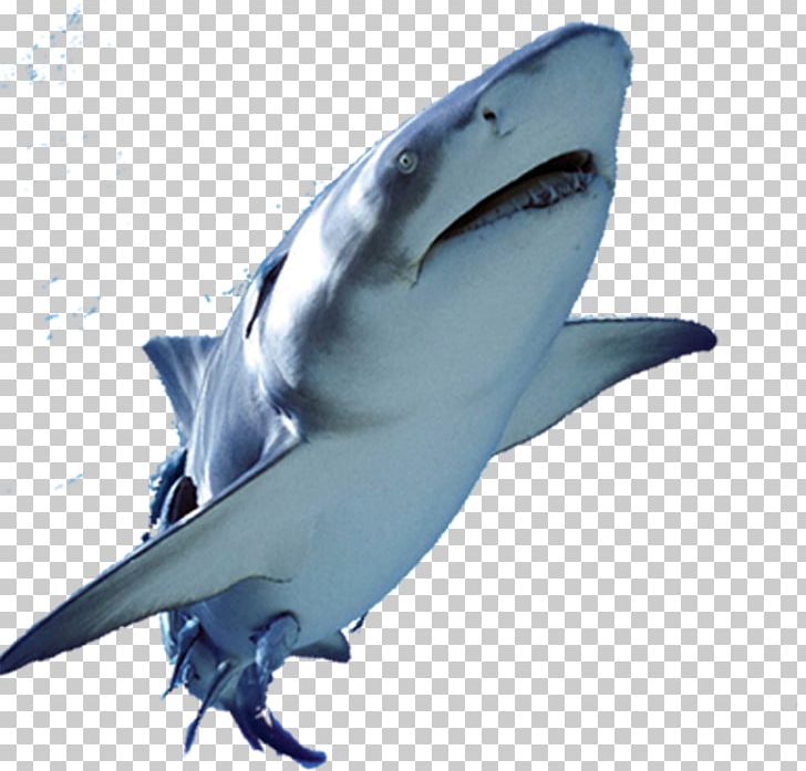 Great White Shark Fish PNG, Clipart, Boys Swimming, Breath, Cartilaginous Fish, Cartoon Shark, Colour Free PNG Download