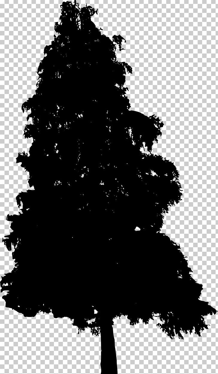 Pine Fir Spruce Tree Conifers PNG, Clipart, Black And White, Branch, Christmas Decoration, Christmas Tree, Conifer Free PNG Download