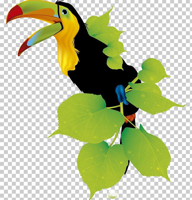 Toucan Responsive Web Design Hornbill PNG, Clipart, Beak, Bird, Coraciiformes, Hornbill, Html Free PNG Download