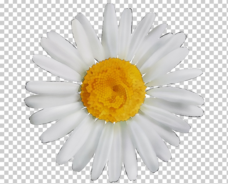 Floral Design PNG, Clipart, Common Daisy, Floral Design, Flower, Flower Bouquet, Marguerite Daisy Free PNG Download
