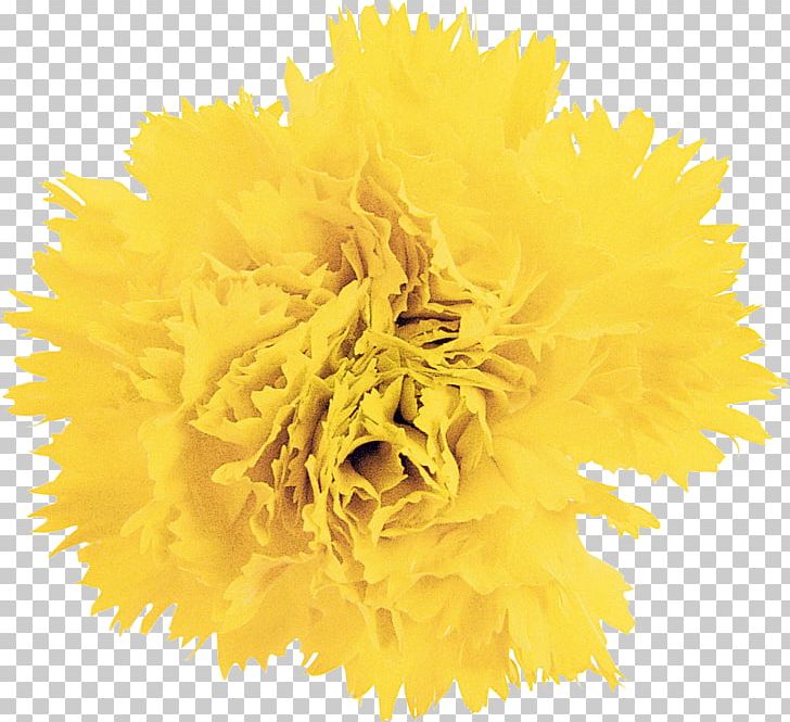 Cut Flowers Carnation Photography Yellow PNG, Clipart, Black And White, Carnation, Common Sunflower, Cut Flowers, Dandelion Free PNG Download