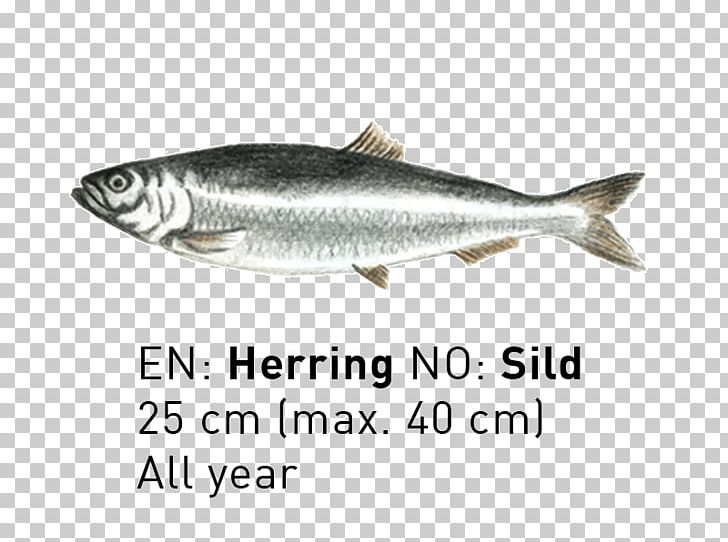 Sardine Coho Salmon Fish Products Capelin Mackerel PNG, Clipart, 09777, Anchovy, Biology, Bonito, Bony Fish Free PNG Download
