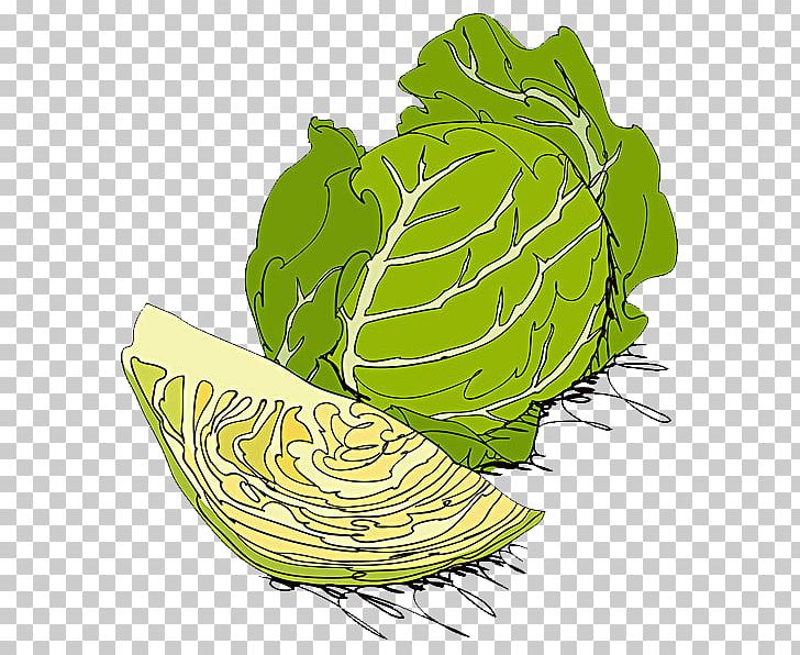 White Cabbage Red Cabbage Cauliflower Vegetable Illustration PNG, Clipart, Alamy, Cabbage, Cauliflower, Cutting Board, Environmental Free PNG Download