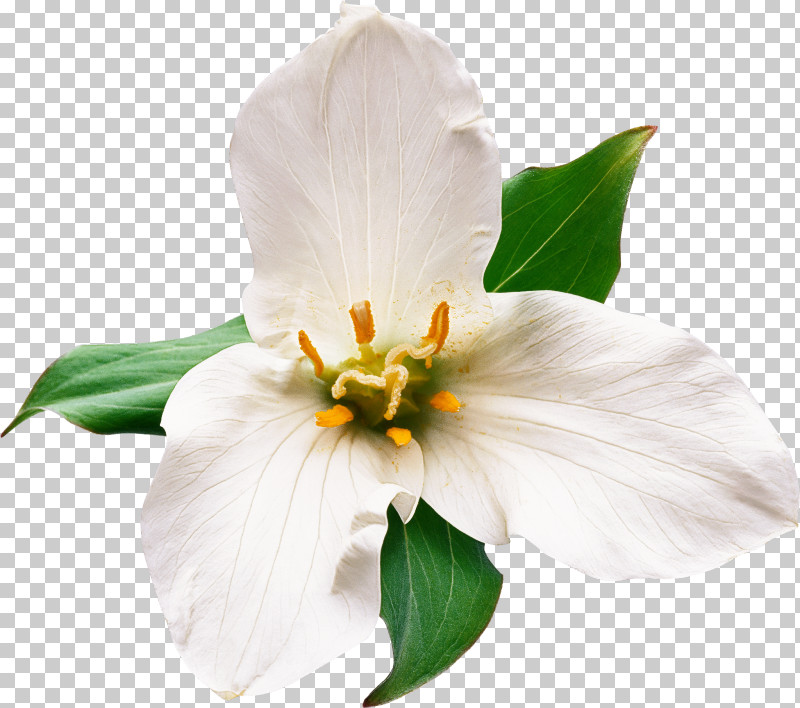 Flower White Petal Plant Mock Orange PNG, Clipart, Flower, Magnolia, Magnolia Family, Mock Orange, Petal Free PNG Download