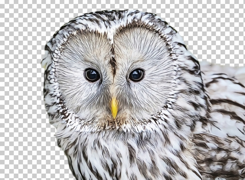 Great Grey Owl Owls Beak Close-up Fra:5q8 PNG, Clipart, Beak, Closeup, Fra5q8, Great Grey Owl, Owls Free PNG Download