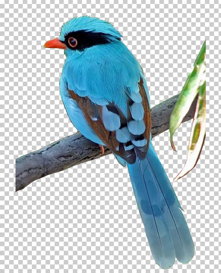 Bird PNG, Clipart, Animals, Autumn Leaves, Beak, Bird, Bluebird Free PNG Download