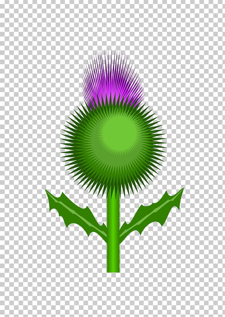 Scotland Thistle PNG, Clipart, Drawing, Flower, Flowering Plant, Flower Of Scotland, Grass Free PNG Download