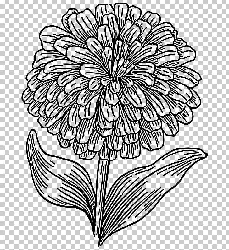 Zinnia Elegans PNG, Clipart, Art, Artwork, Black And White, Chrysanths, Coloring Pages Free PNG Download