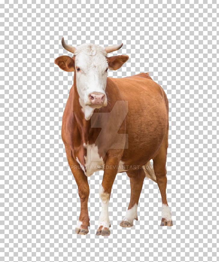 Beef Cattle Calf Herd Health Sheep Goat PNG, Clipart, Agriculture, Beef Cattle, Bull, Calf, Cattle Free PNG Download