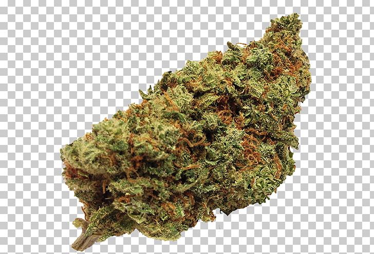Cannabis Sativa Kush Cannabidiol Medical Cannabis PNG, Clipart, Cannabidiol, Cannabis, Cannabis Sativa, Cannabis Shop, Drug Free PNG Download