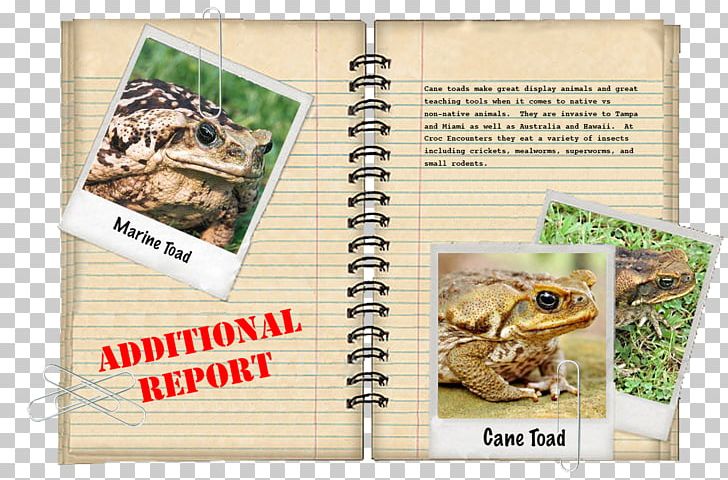 Florida Box Turtle Animal Crocodile PNG, Clipart, Advertising, Alligator, Alligator Snapping Turtle, Alligator Wrestling, Animal Free PNG Download