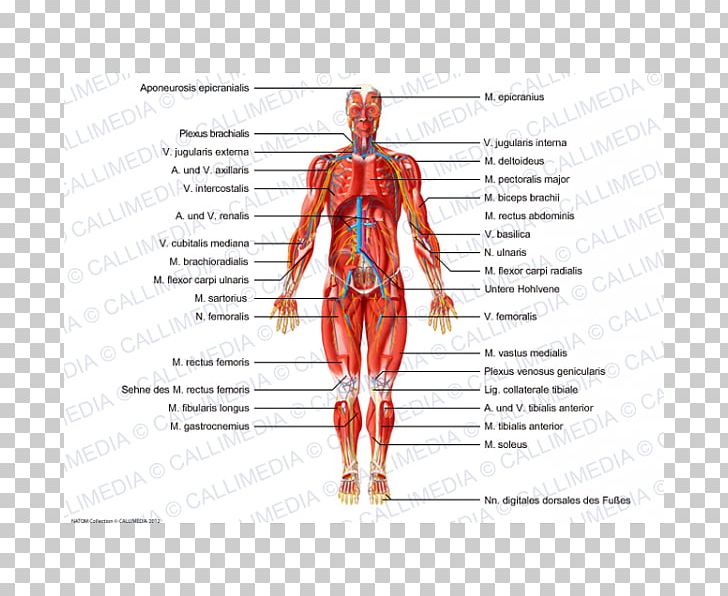 Human Body Human Anatomy Muscle Nerve PNG, Clipart, Abdomen, Anatomy, Arm, Artery, Blood Vessel Free PNG Download