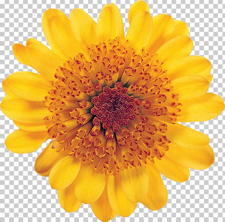 Common Sunflower Desktop PNG, Clipart, Annual Plant, Calendula, Chrysanths, Common Sunflower, Dahlia Free PNG Download