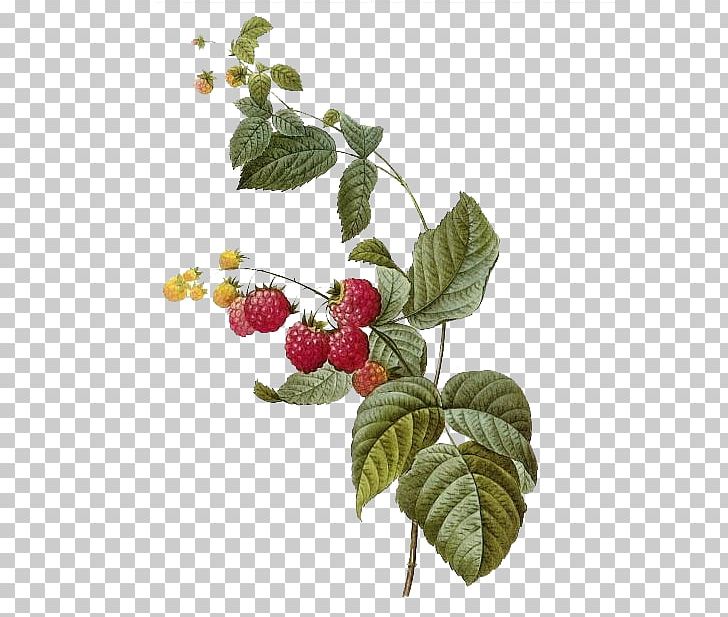 Fruit Printmaking Printing Giclxe9e Botanical Illustration PNG, Clipart, Berry, Branch, Creative, Drawing, Foreign Free PNG Download
