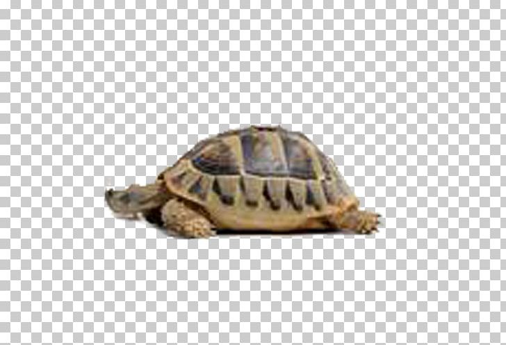 Chihuahua Turtle Puppy Cat Tortoise PNG, Clipart, Amphibians, Animal, Animals, Box Turtle, Cartoon Tortoise Free PNG Download