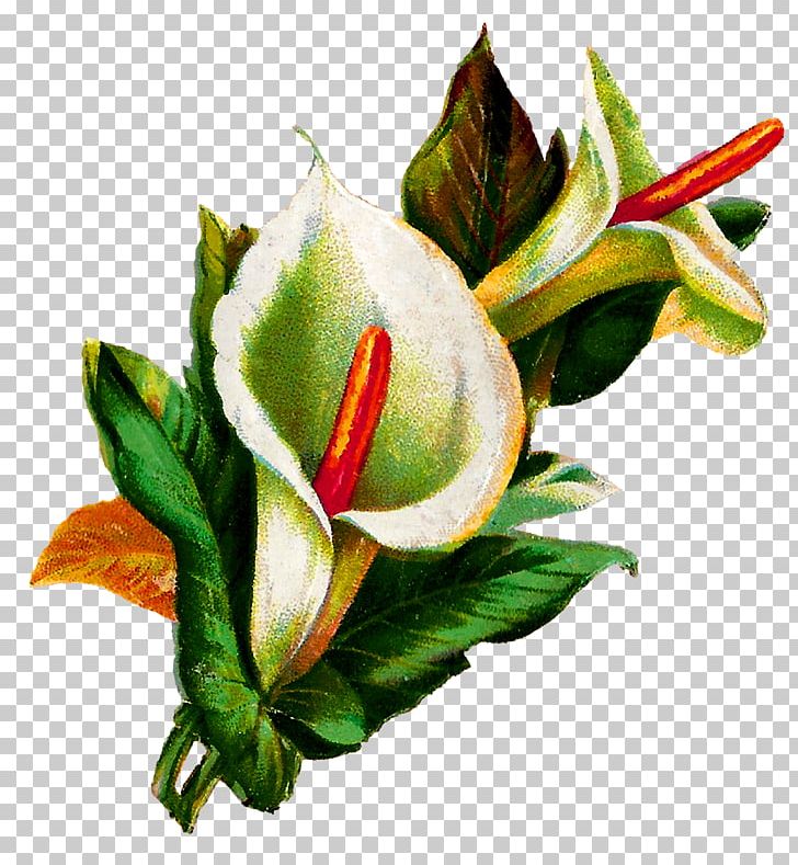 Flower Arum-lily Lilium Botanical Illustration PNG, Clipart, Arumlily, Arum Lily, Botanical Illustration, Bud, Calla Lily Free PNG Download