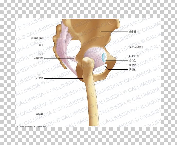 Iliopectineal Line Hip Pelvis Iliofemoral Ligament Anatomy PNG, Clipart, Anatomy, Anterior Inferior Iliac Spine, Arm, Bone, Capsule Of Hip Joint Free PNG Download