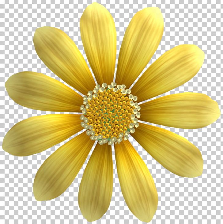Yellow Sunflower Seed Gold Common Sunflower PNG, Clipart, Chrysanthemum Chrysanthemum, Chrysanthemum Flowers, Chrysanthemums, Chrysanthemum Tea, Chrysanths Free PNG Download